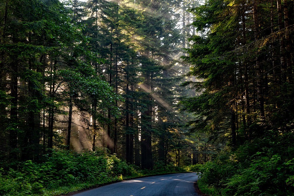 forest